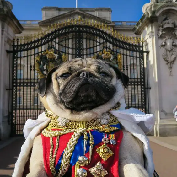 pug in a king/prince costume