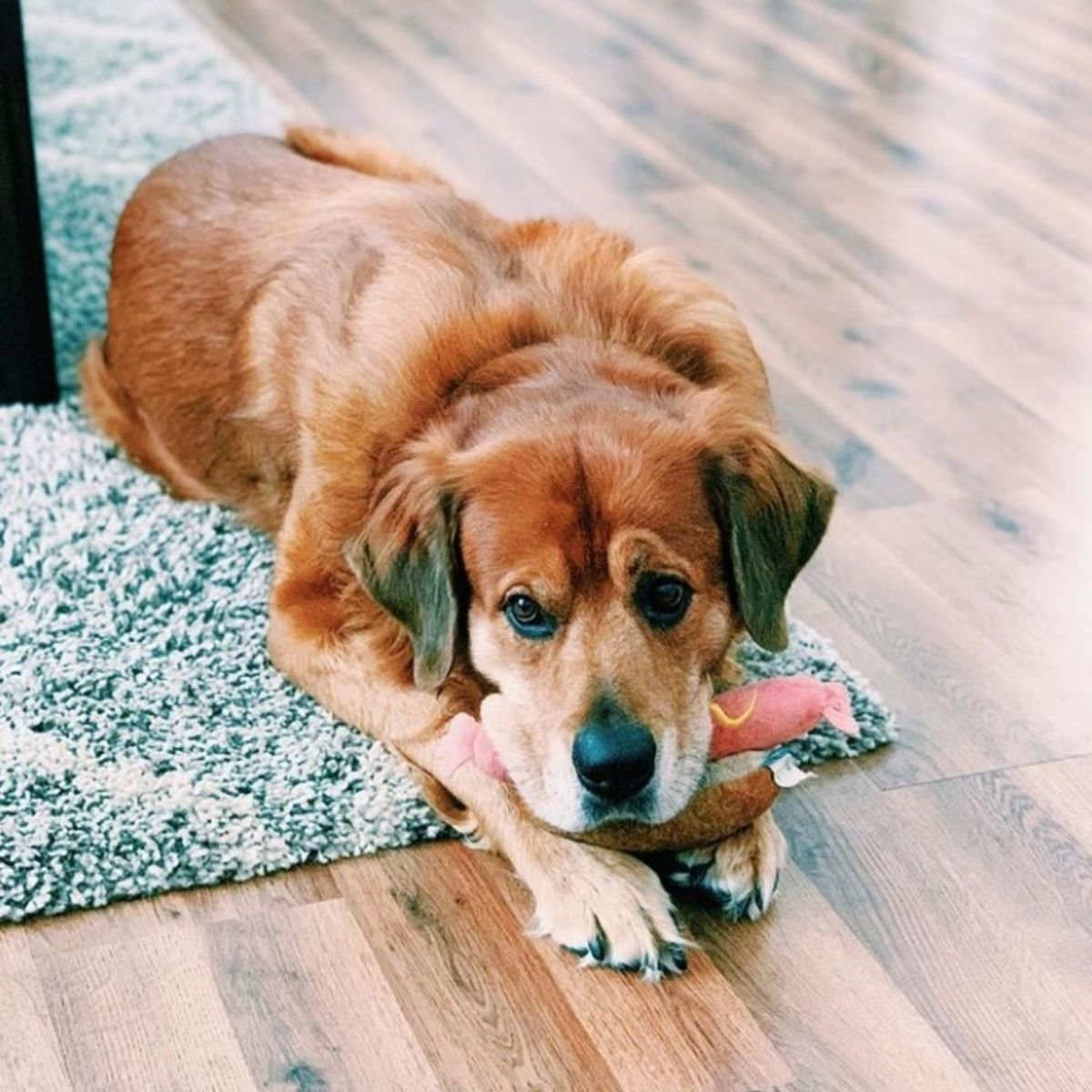 25 Golden Retrievers Mixed With Rottweiler - The Paws