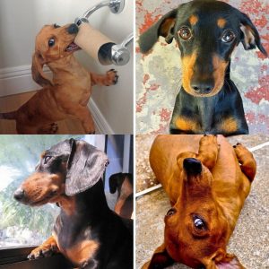 Top 12 Things Dachshunds Don’t Like