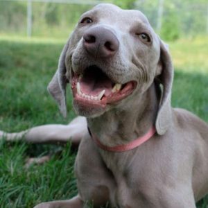 14 Reasons Weimaraners Are Not The Friendly Dogs Everyone Says They Are