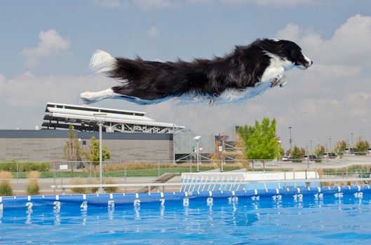 Border Collie jumping towards the pool