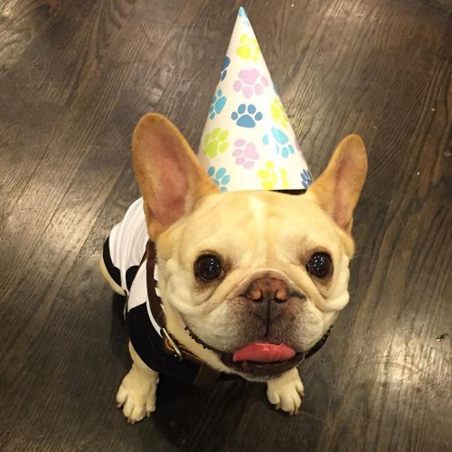 A happy French Bulldog wearing a birthday cone hat