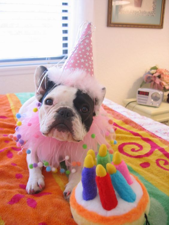 A French Bulldog wearing a princess outfit while sitting on the bed in front of a cake stuffed toy