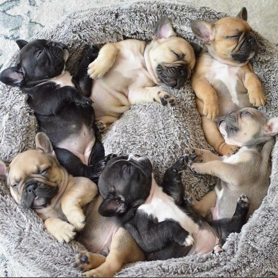 French Bulldog puppies sleeping on a circle bed