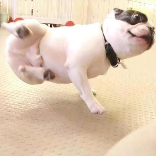 A French Bulldog dancing