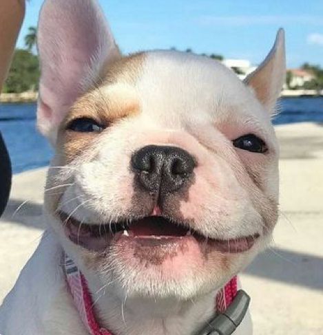 smiling face of French Bulldog