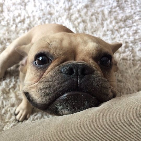 A French Bulldog lying on the floor with its smiling face on the edge of the couch