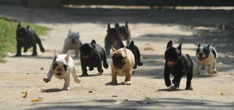 French Bulldog puppies running at the park
