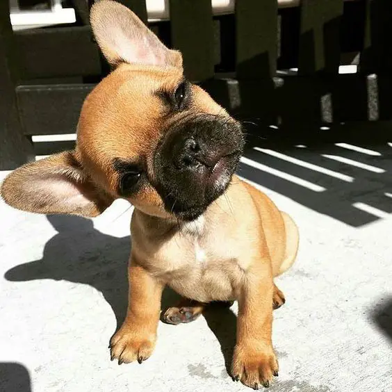 A French Bulldog sitting on the pavement while tilting its head