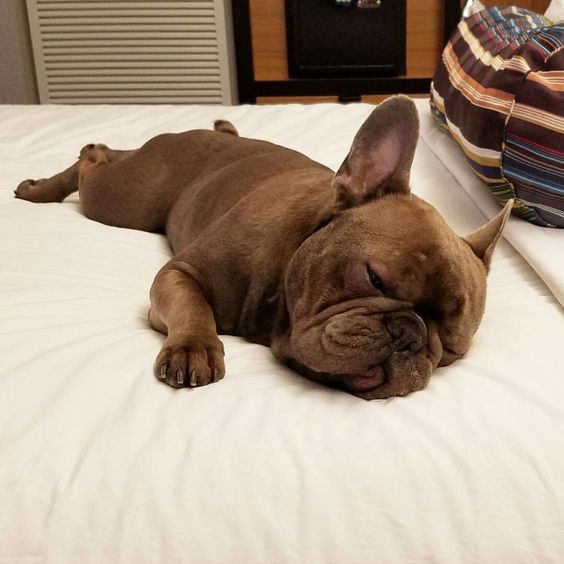 A brown French Bulldog sleeping on the bed