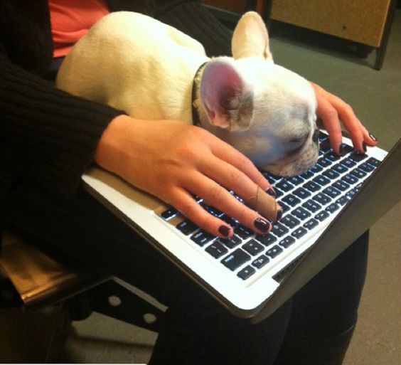 French Bulldog puppy sleeping on top of a laptops keyboard
