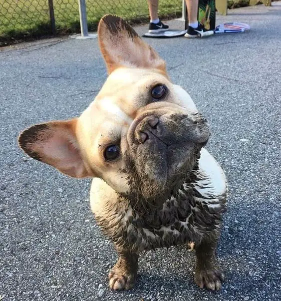 A French Bulldog standing on the pavement with mud on its body