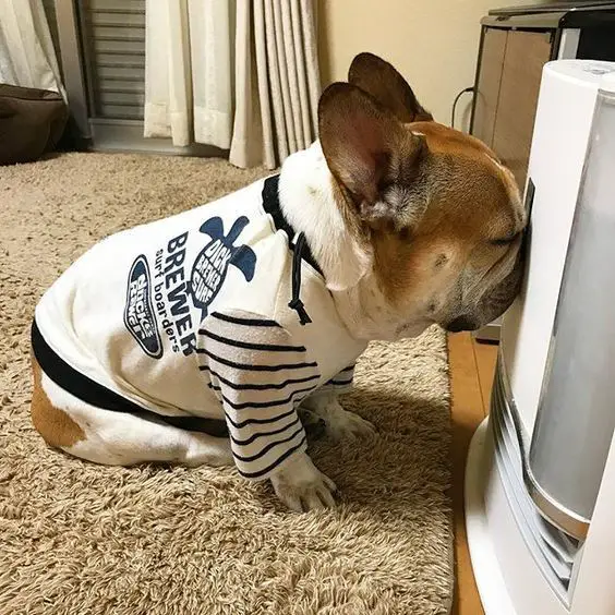 A French Bulldog sitting on the floor while pressing its face on the air conditioner in front of him