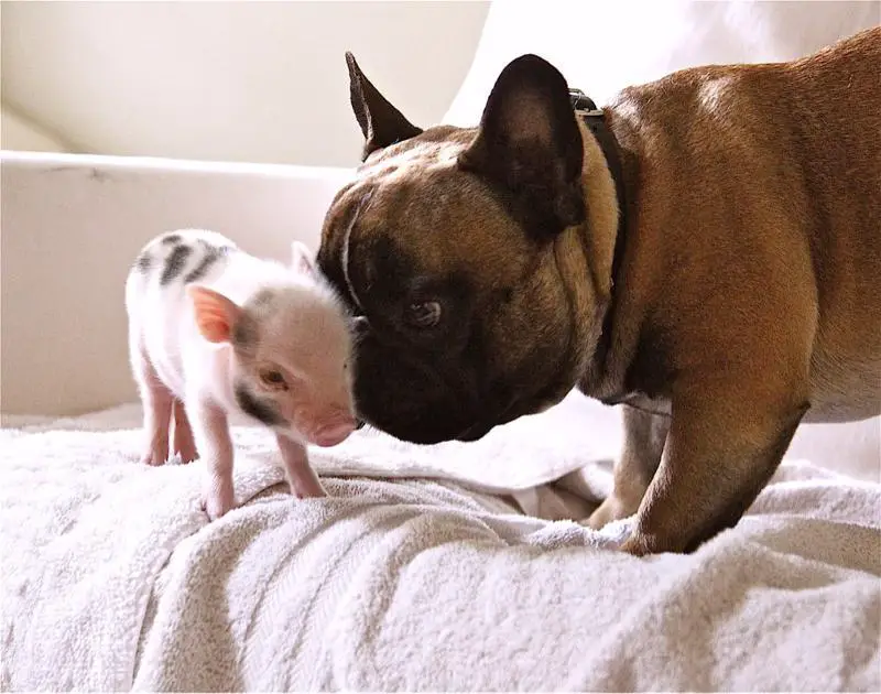 French Bulldog sniffing a baby pig.