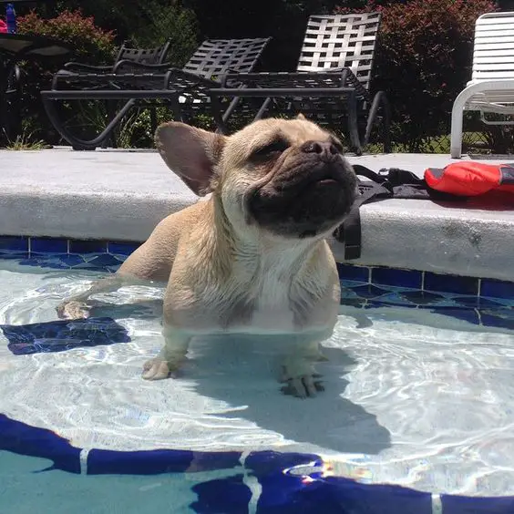 French Bulldog in the pool