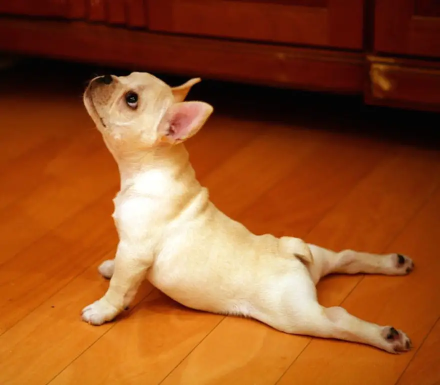 A French Bulldog stretching its body on the floor