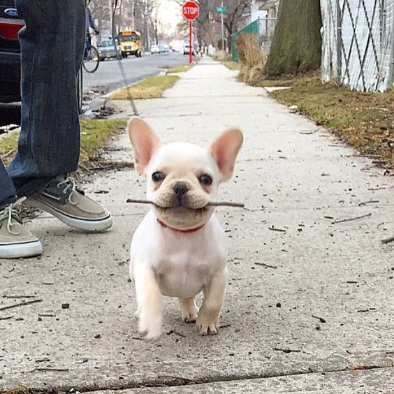 A French Bulldog puppy walking in the street with a stick in its mouth