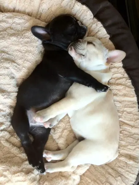 two French Bulldog puppies sleeping on the bed while hugging each other