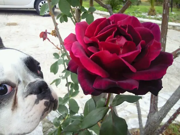 A French Bulldog standing next to the large flowers outdoors