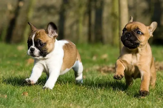 two French Bulldog puppies running in the forest