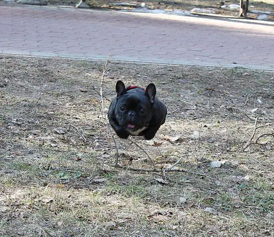 running French Bulldog at the park