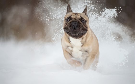 French Bulldog running in snow