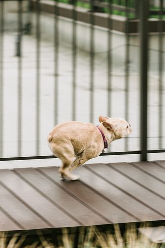 running French Bulldog on a bridge