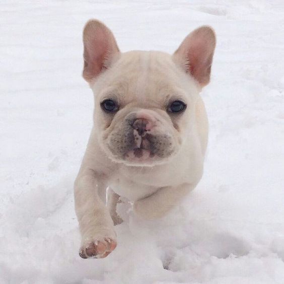 white French Bulldog puppy running in snow