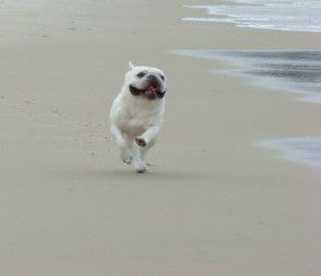 French Bulldog running by the seashore