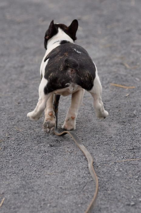 running French Bulldog
