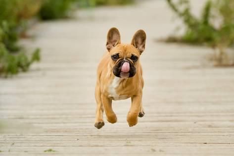 tan French Bulldog running while licking its nose