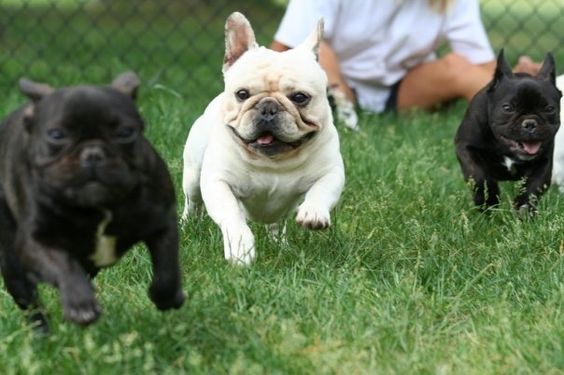 French Bulldogs running on the green grass