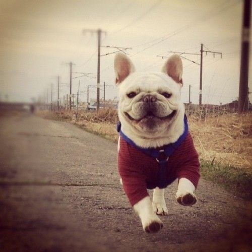 French Bulldog running in the road