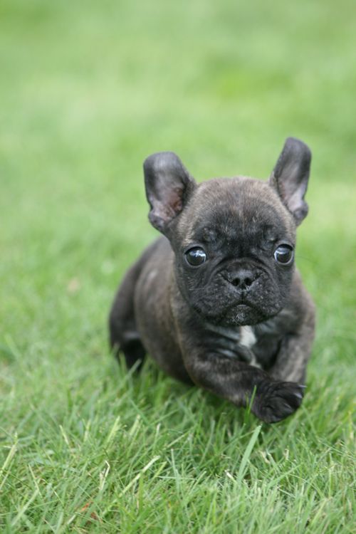black French Bulldog puppy running on the green grass
