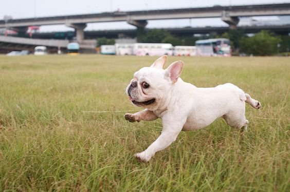 white French Bulldog running in the field