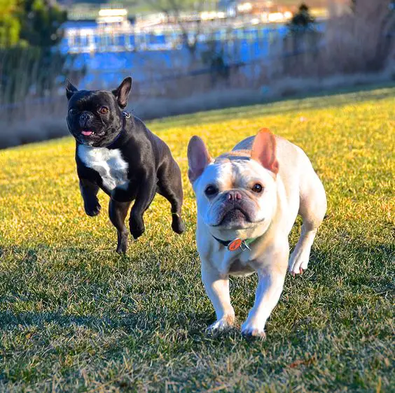 two French Bulldog running in the field