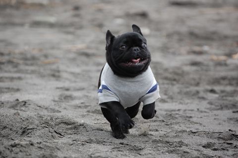 black French Bulldog wearing a shirt while running at the beach