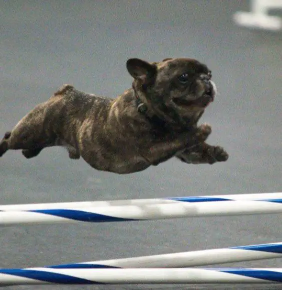 French Bulldog jumping on a fence