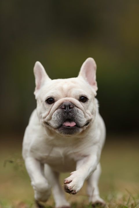 running white French Bulldog