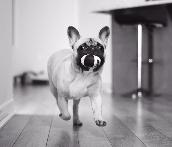 black and white photo of French Bulldog with ball in its mouth
