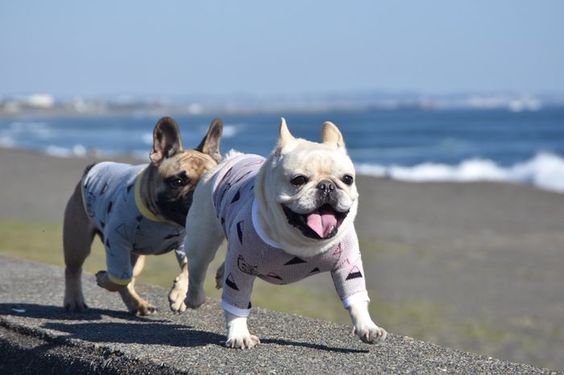 two French Bulldogs running by the seashore
