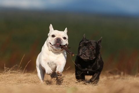 two French Bulldogs running with a stick in its mouth
