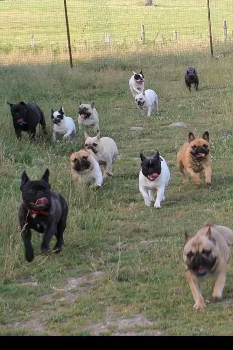 French Bulldogs running in the field