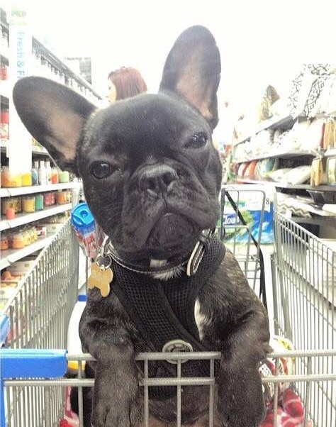 A French Bulldog in the push cart at the grocery store
