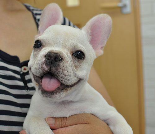 woman carrying a smiling white French Bulldog puppy