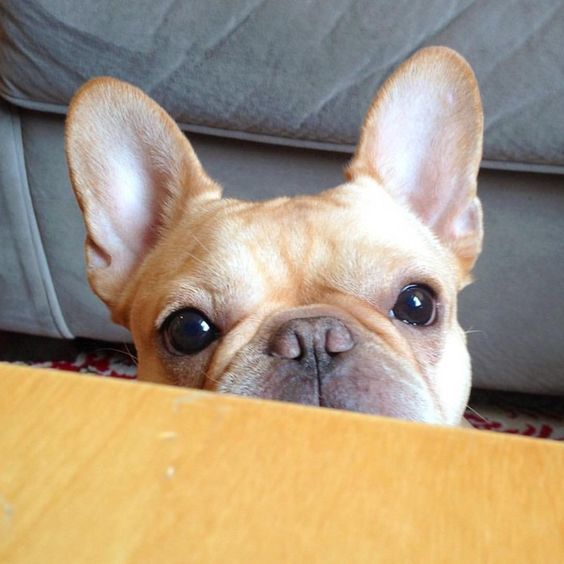 A yellow French Bulldog staring from behind the table with its begging face