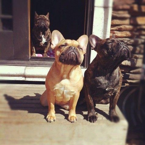 three French Bulldogs in the front door closing its eyes while raising their heads towards the sun