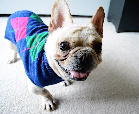 A French Bulldog wearing a sweater while standing on the floor and smiling