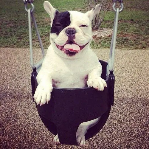 A French Bulldog in a swing at the park