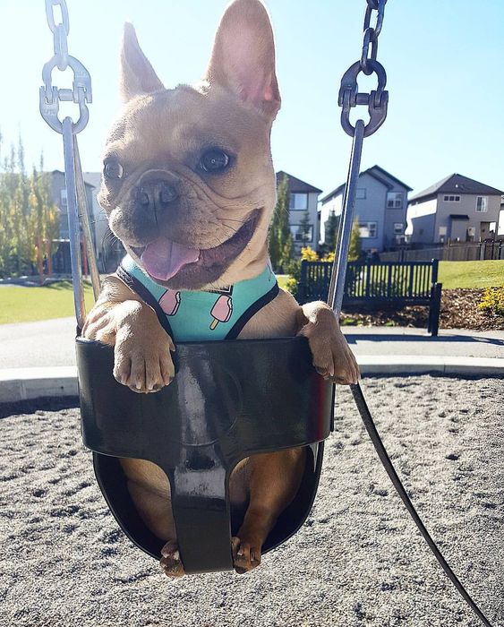 A French Bulldog in a swing at the park while sming